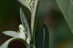 Standley's goosefoot